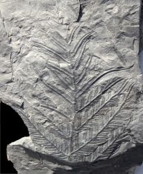 Alethopteris decurrens